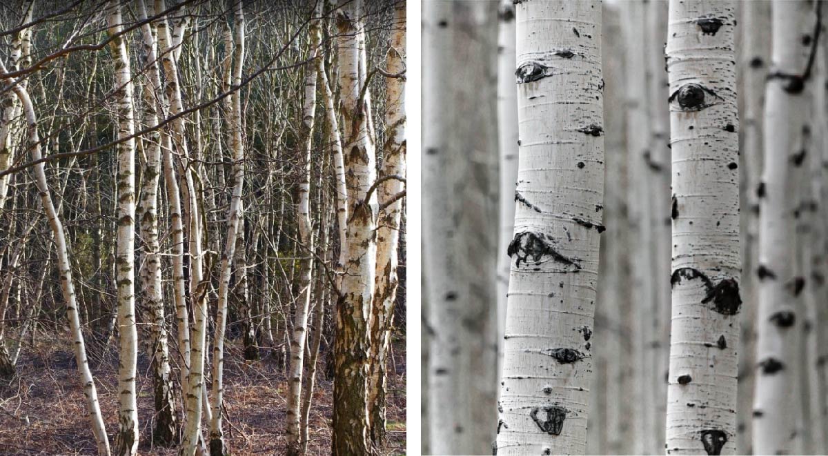 Identify Native Broadleaf Woodland Trees in Winter - Moor Trees