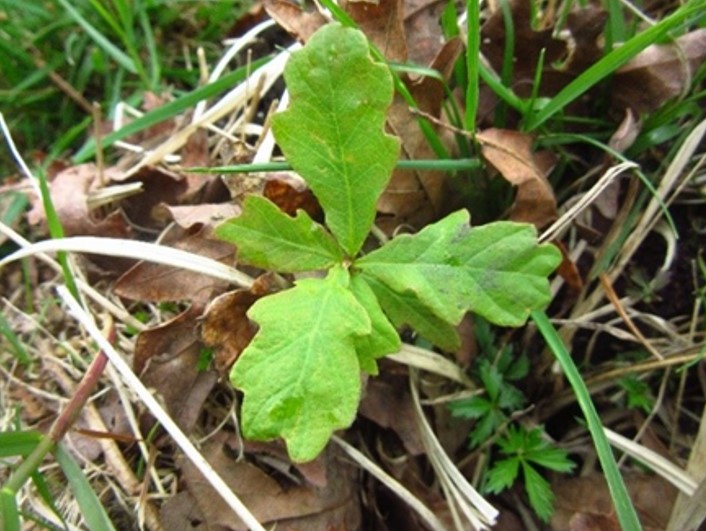 oak seedling naturally establishing in dartmoor landscape oak seedling naturally establishing in dartmoor landscape