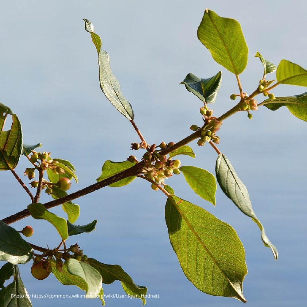 alder buckthorn-01 what is native woodland alder buckthorn