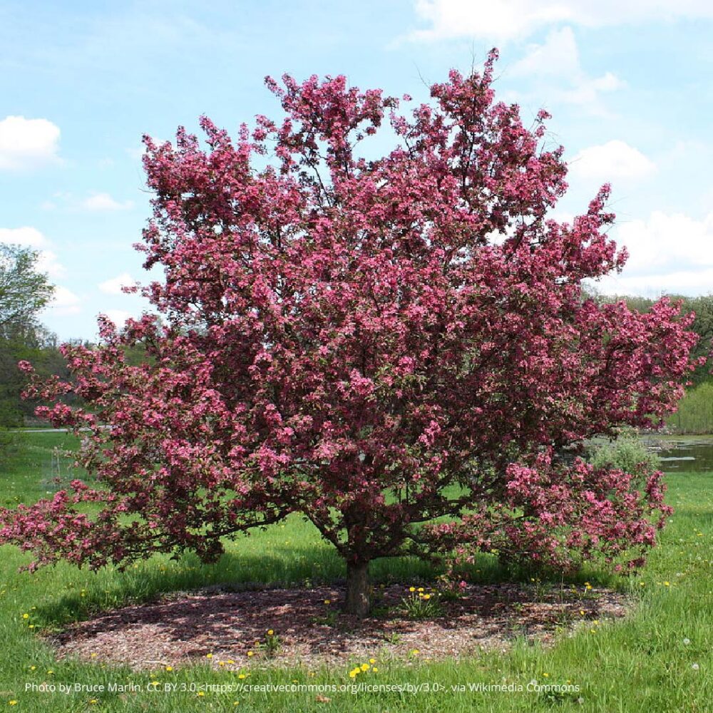 crab apple-01 what is native woodland crab apple