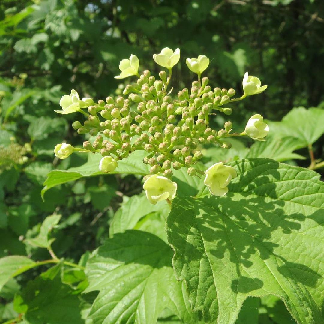 guelder rose-01 what is native woodland guelder rose