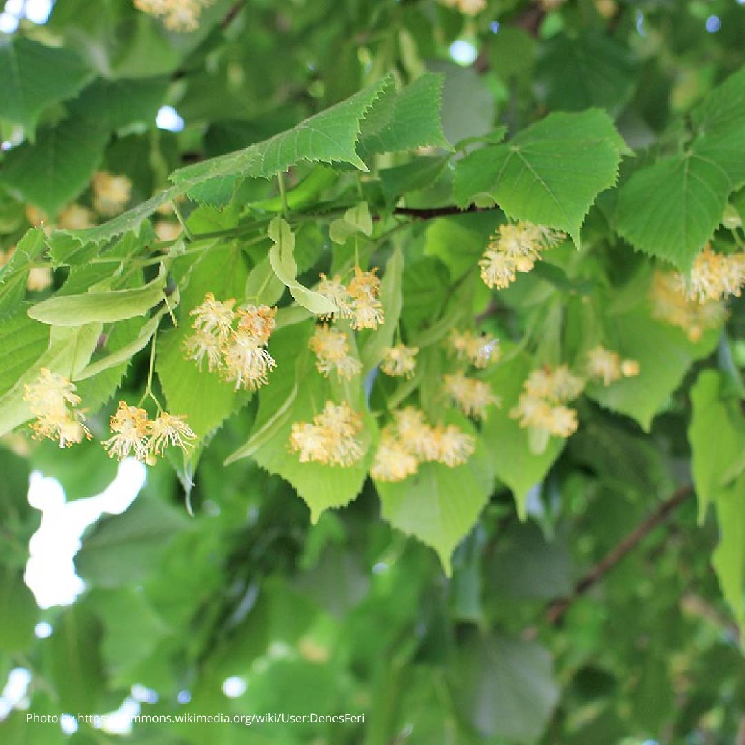 small-leaved lime-01 what is native woodland small-leaved lime