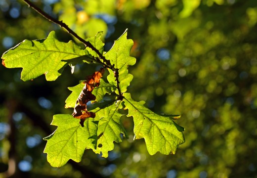 a few oak leaves hanging from a twig represneting two new trustees for Moor Trees