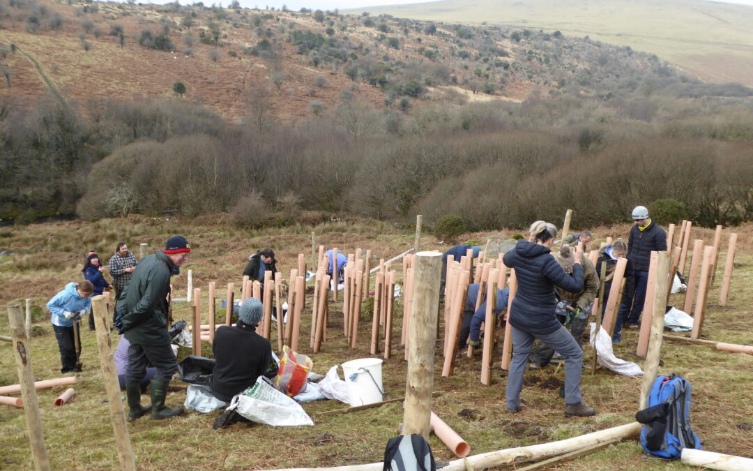 Miyawaki Method and more at new plot trials on Dartmoor Uplands