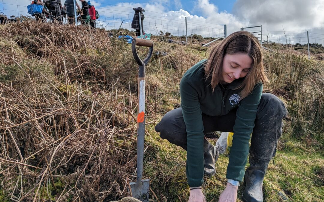 Volunteers plant 800 more trees in restoration effort at Wistman’s Wood
