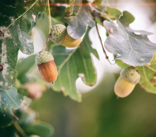 Image of some acorns