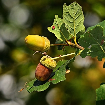 Support us Image of some acorns