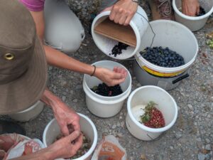 bucket of blackthorn berries being tipped into a larger bucket of berries whilst other buckets of seeds and berries are being sorted by hand